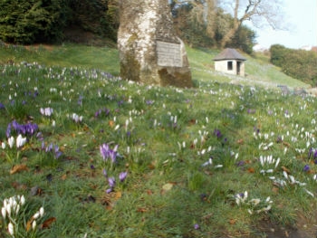 Photo Gallery Image - Early Morning Crocus Carpet - March 2015