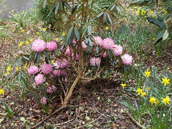 Photo Gallery Image - Early Flowering Rhododendron