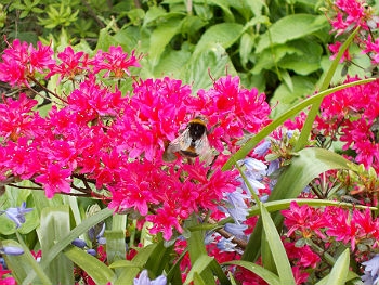 Photo Gallery Image - Colours of Spring - A Bee