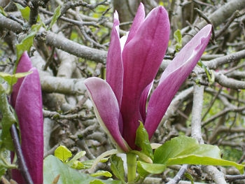 Photo Gallery Image - Magnolia in Spring