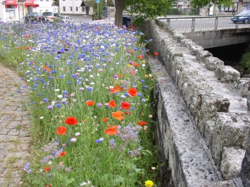 Photo Gallery Image - West Bridge - flowers in bloom